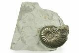 Pyritized Jurassic Ammonite (Amaltheus) Fossil - France #367614-1